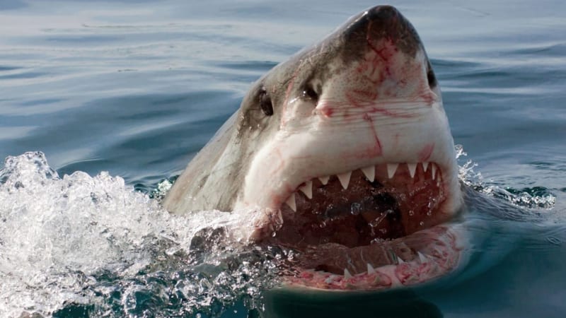 Žralok zaútočil u Sydney na surfaře, ten zraněním podlehl. Predátora nyní hledají drony 