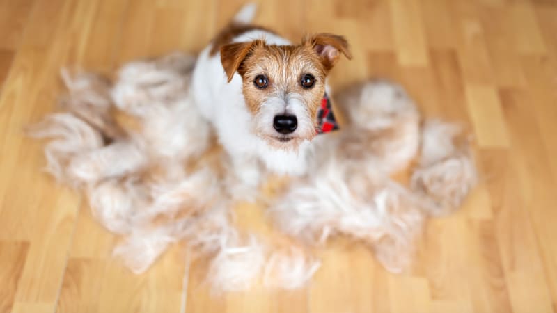 Na velikosti záleží, i v případě psí srsti. Aneb jak vybrat kartáč