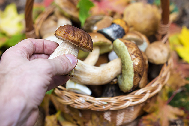 Houby potřebují vzduch. Košík je vždycky lepší volba, poslouží i stará utěrka