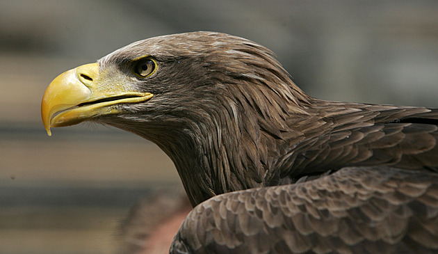 Orlům mořským Vysočina svědčí, v kraji přibývá hnízdících párů i mláďat
