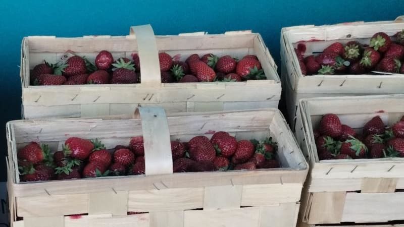 Nebezpečné jahody z Polska se objevily na českém trhu. Jsou plné pesticidů, varuje inspekce