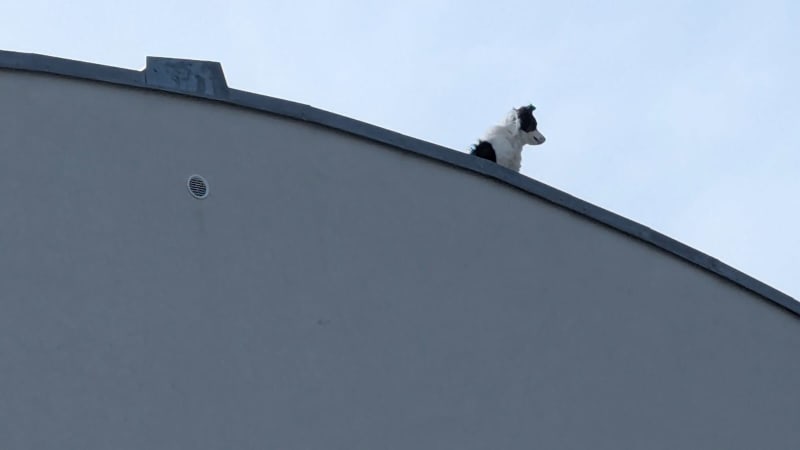 Drama na Pardubicku: Po střeše bytovky pobíhal pes. Když dorazila záchrana, sám zase zalezl