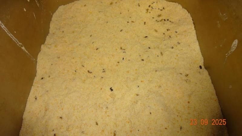 Strouhanka plná myšího trusu. Inspekce zavřela sklad pražské restaurace, provozovna funguje dál