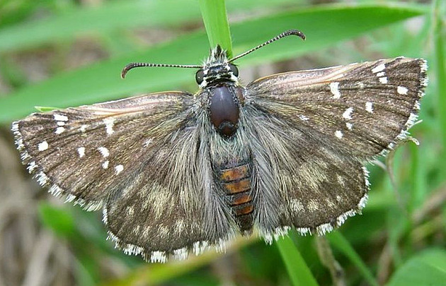 Ochránci vykoupili louku u Rabí, žije na ní kriticky ohrožený soumračník