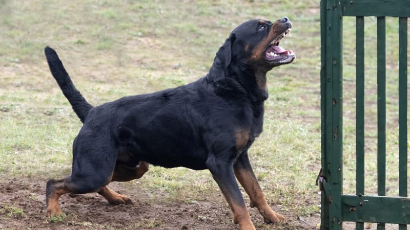 Po útoku rotvajlerů zemřel v USA dvouletý chlapec. Chůva usnula, matka jí telefonovala marně