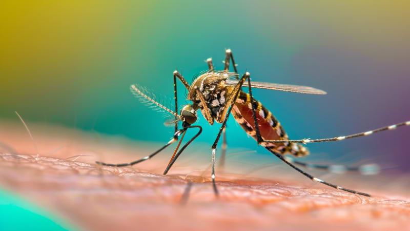 Evropou se šíří vir chikungunyi. Ohniska jsou ve Francii a Itálii, nakažené hlásí i Česko