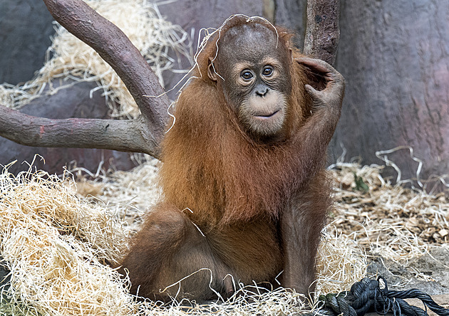 Tragédie v Zoo Praha. Oblíbený orangutan Kawi se utopil ve vodním příkopu