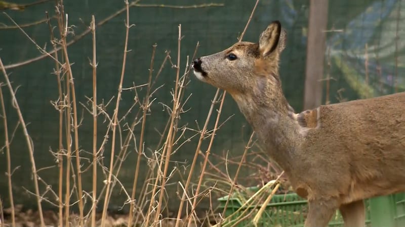 Sbírat kaštany pro lesní zvěř je zbytečné. Už to nežerou, vysvětlil myslivec a zmínil důvod