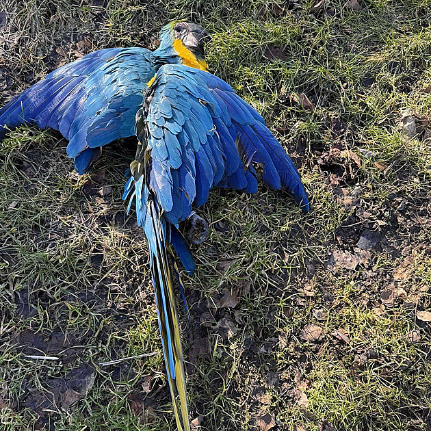 Vzácný ara uletěl, pak zůstal mrtvý viset na stromě. K majiteli už se ostatky nevrátí