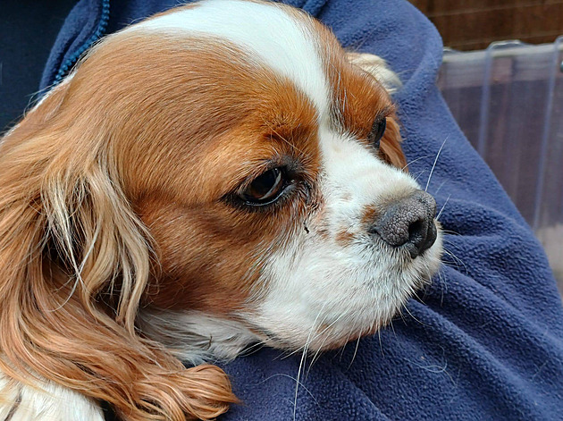V Broumově někdo vypustil psy drahých plemen, v útulku skončilo sedm fen