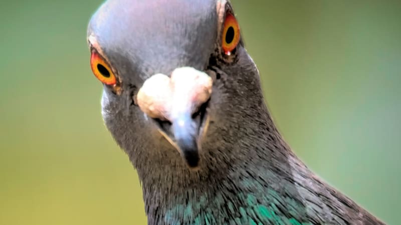 Nasypeš, zaplatíš. Za krmení holubů v České Lípě nově hrozí vysoké pokuty