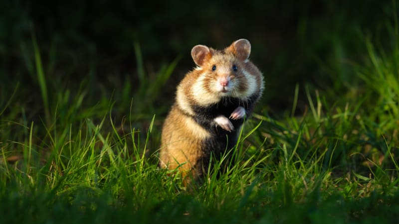 Vzniká mapa výskytu křečka: Vzácný hlodavec mizí z přírody, zoologové prosí veřejnost o pomoc