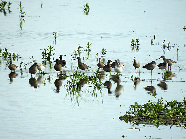 Kozmické louky osídlili vzácní břehouši i vydra, místní stádo má pět nových telat