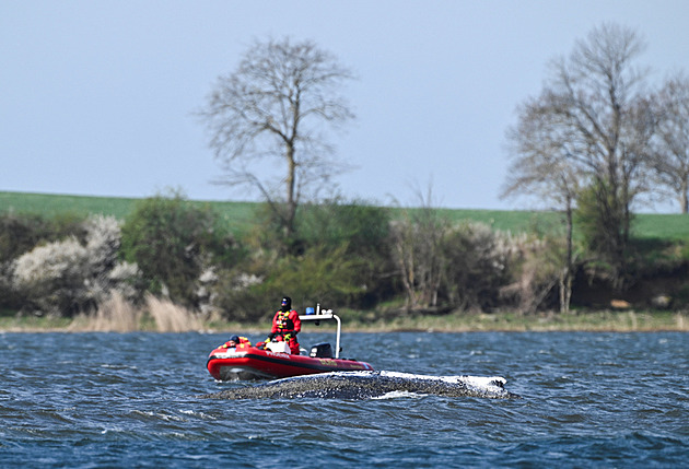 Velryba Timmy se sama vyprostila a plave zátokou, pomohla zvýšená hladina
