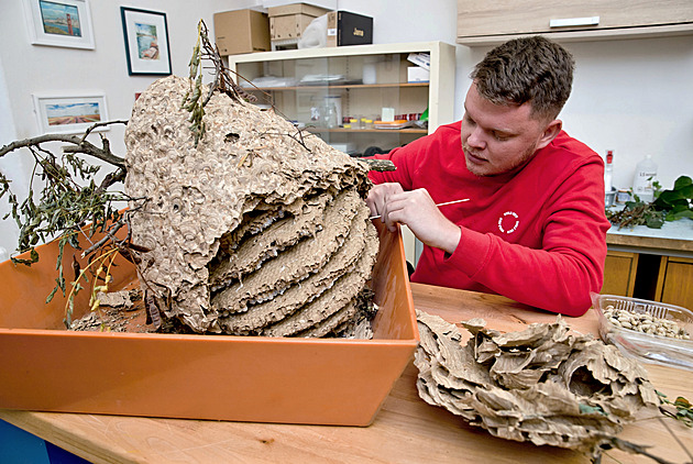 Účastníci zájezdu eliminovali zákeřného útočníka. V Česku se objevila asijská sršeň