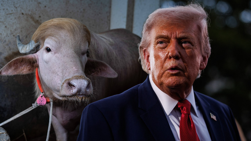 Buvol vypadá přesně jako Trump, žasnou lidé na sítích. Zvíře to však nespasí, míří na porážku