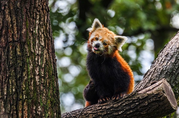 Z výběhu v brněnské zoo utekla panda červená. Nechytejte ji, volejte nám, prosí zahrada