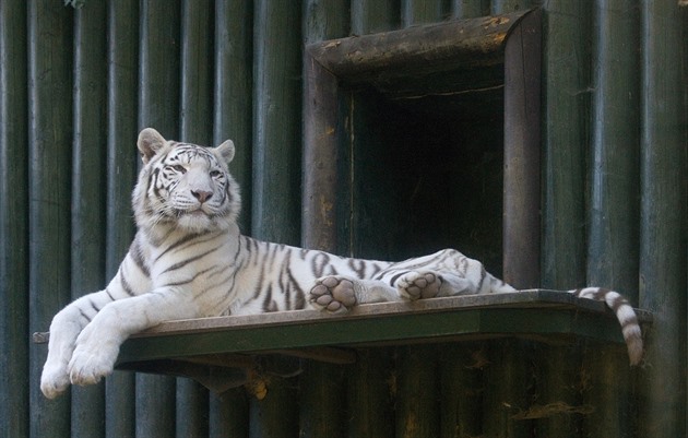 Éra populárních bílých tygrů v liberecké zoo končí. Zahrada hájí své rozhodnutí